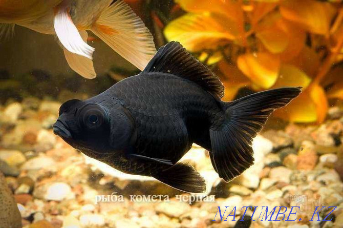 Comet black in the pet store Living World Semey - photo 4