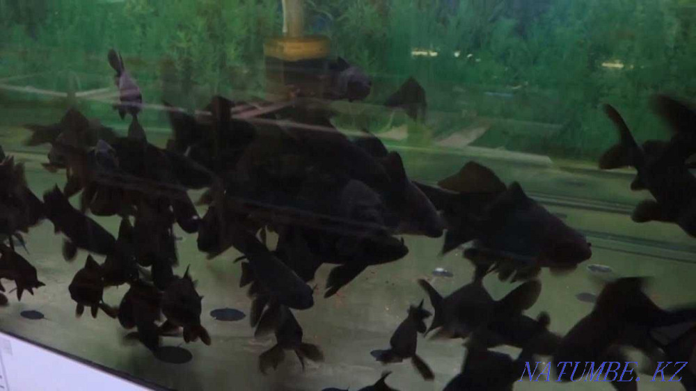 Comet black in the pet store Living World Semey - photo 6