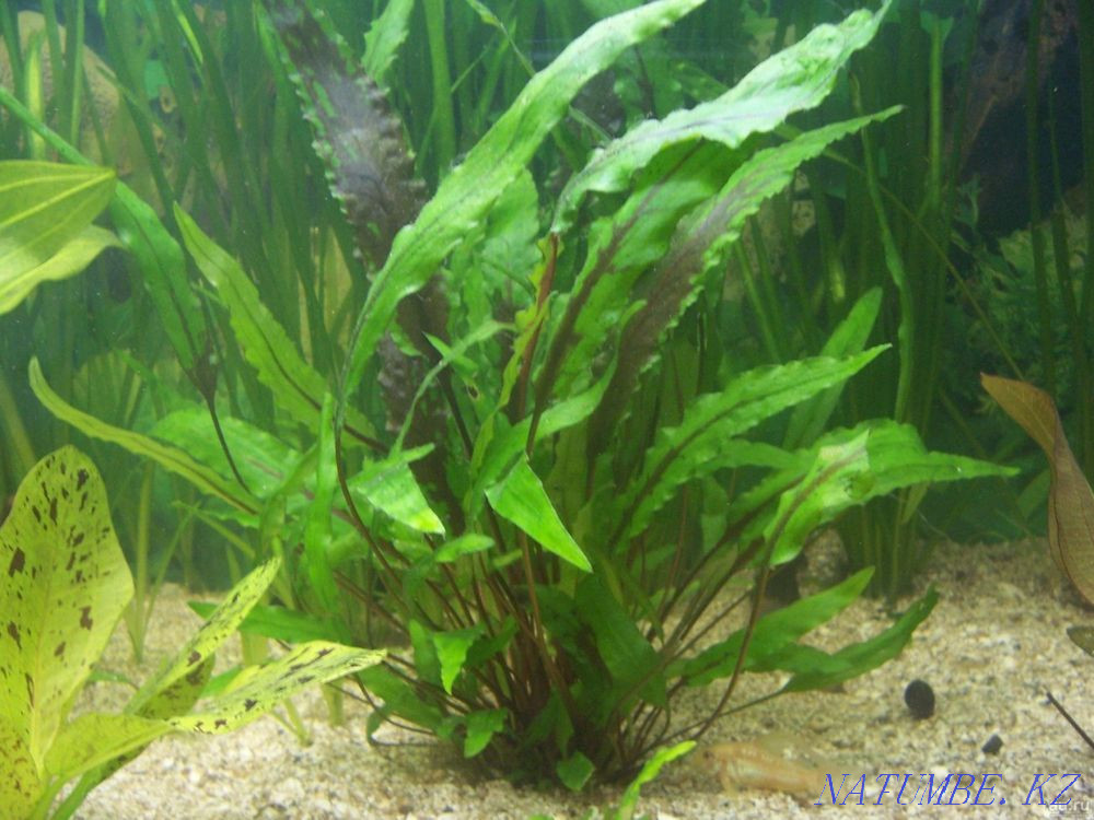 Аквариум өсімдіктері! Криптокорин Вендт!  Астана - изображение 1