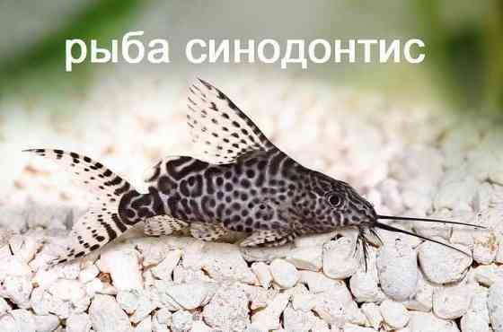 рыба синодонтис в зоомагазине "ЖИВОЙ МИР" Almaty