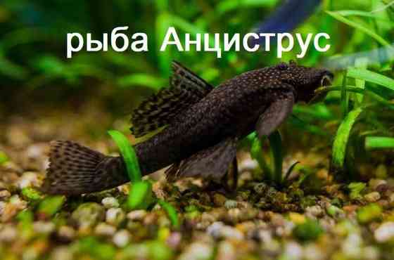 рыба синодонтис в зоомагазине "ЖИВОЙ МИР" Алматы