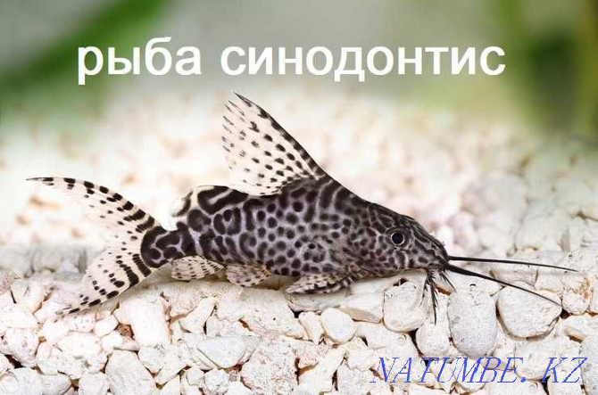 рыба синодонтис в зоомагазине "ЖИВОЙ МИР" Алматы - изображение 1