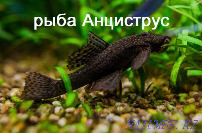 synodontis fish in the pet store "LIVOY WORLD" Almaty - photo 5