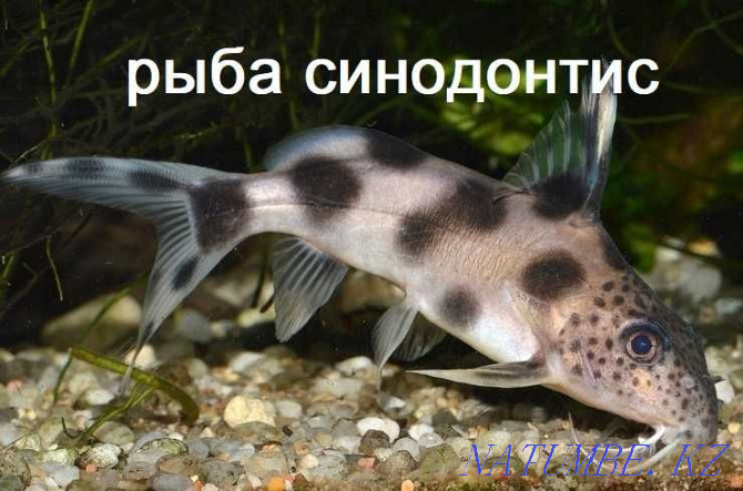 synodontis fish in the pet store "LIVOY WORLD" Almaty - photo 2