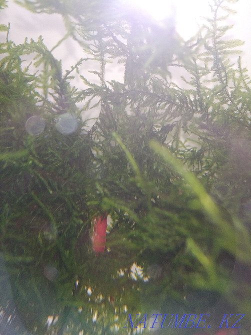 Aquarium with cock and shrimps Karagandy - photo 3