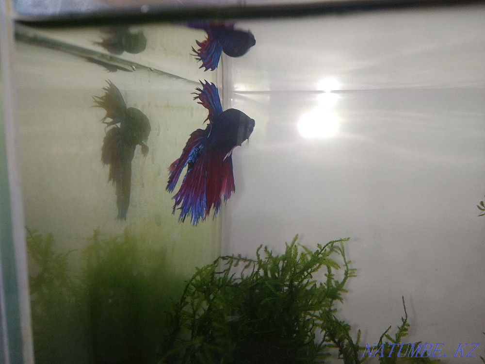 Aquarium with cock and shrimps Karagandy - photo 4