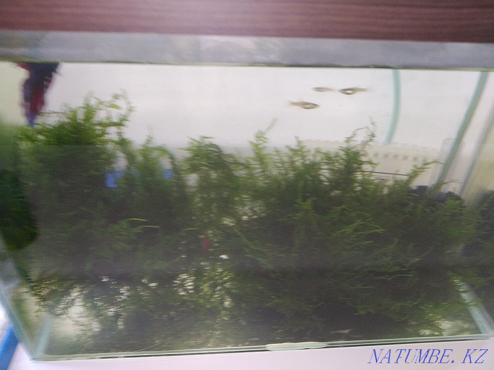 Aquarium with cock and shrimps Karagandy - photo 5
