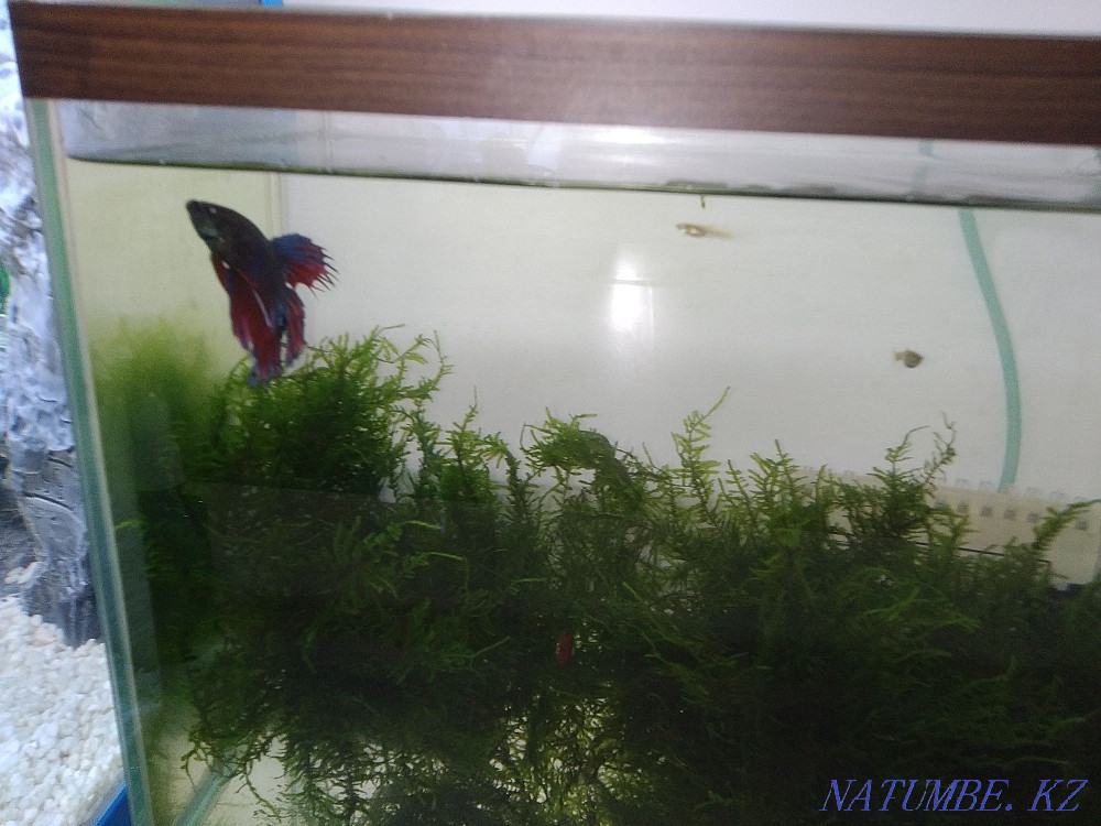 Aquarium with cock and shrimps Karagandy - photo 2