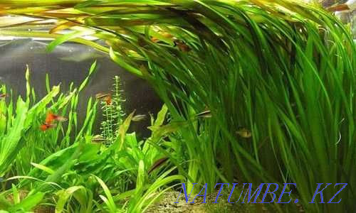 Aquarium Plants! American Vallisneria! Astana - photo 1