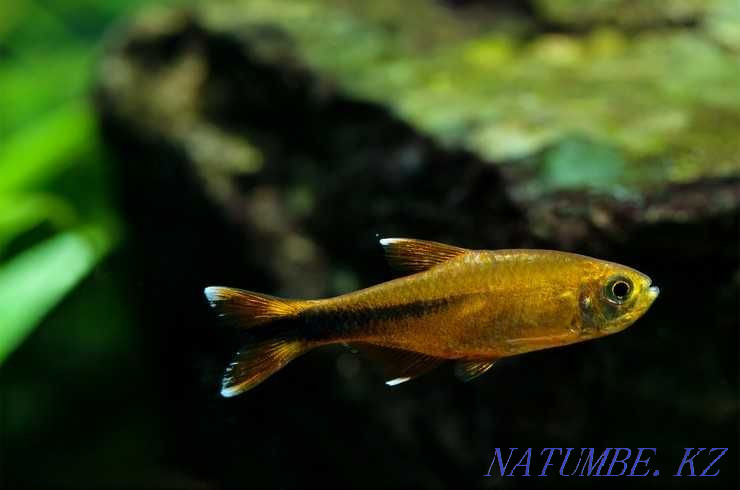 Аквариумные рыбки! Тетра медная Хасемания! Астана - изображение 1