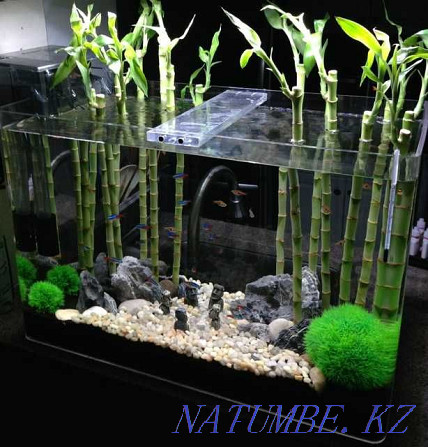 水族箱植物！龙血树！ Астана - photo 1