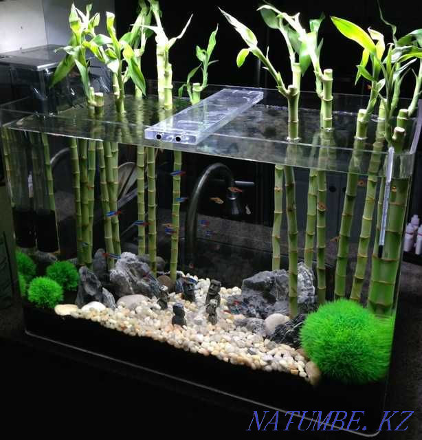 Аквариумные растения! Драцена Сандера! Астана - изображение 1