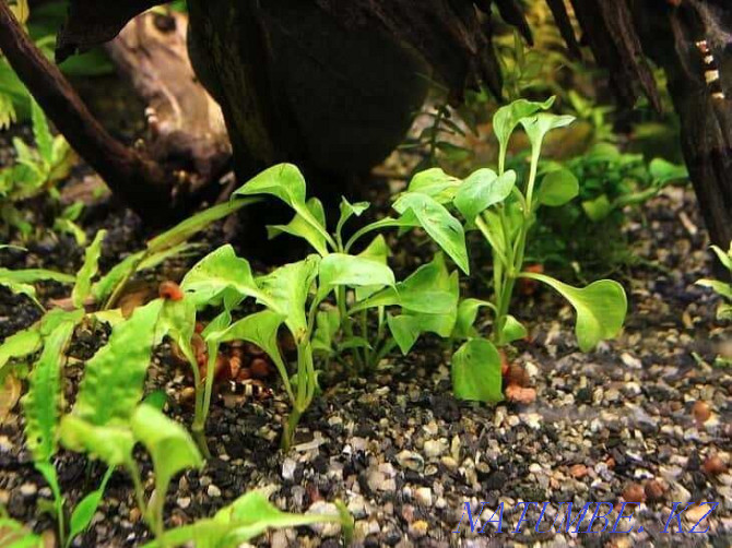 Aquarium Plants! Alternantera betzikiana (bettzika)! Astana - photo 1