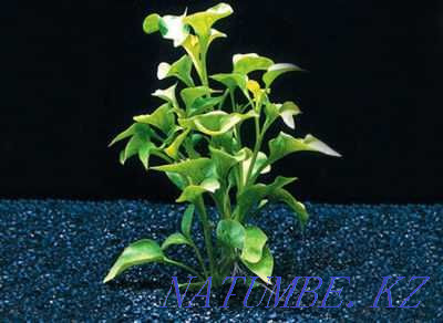 Аквариумные растения! Альтернантера бетзикиана (беттцика)! Астана - изображение 2