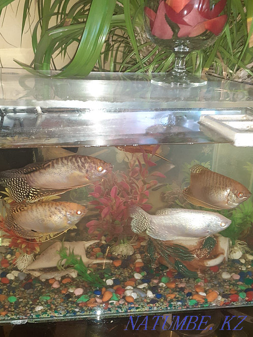 Продам рыбок вместе с аквариумом Актобе - изображение 1