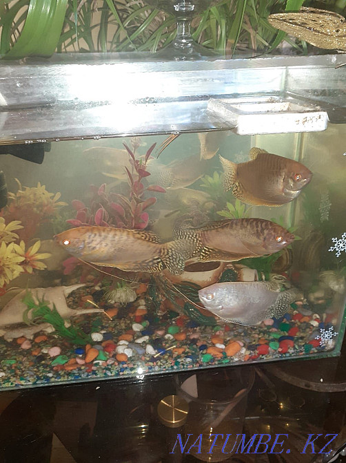 Продам рыбок вместе с аквариумом Актобе - изображение 2