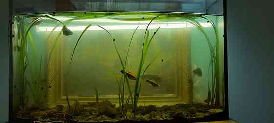 Продам аквариум ,5о литров с рыбками с кондиционером.  кенді