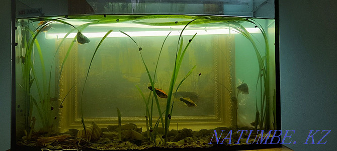 Продам аквариум ,5о литров с рыбками с кондиционером. Рудный - изображение 1