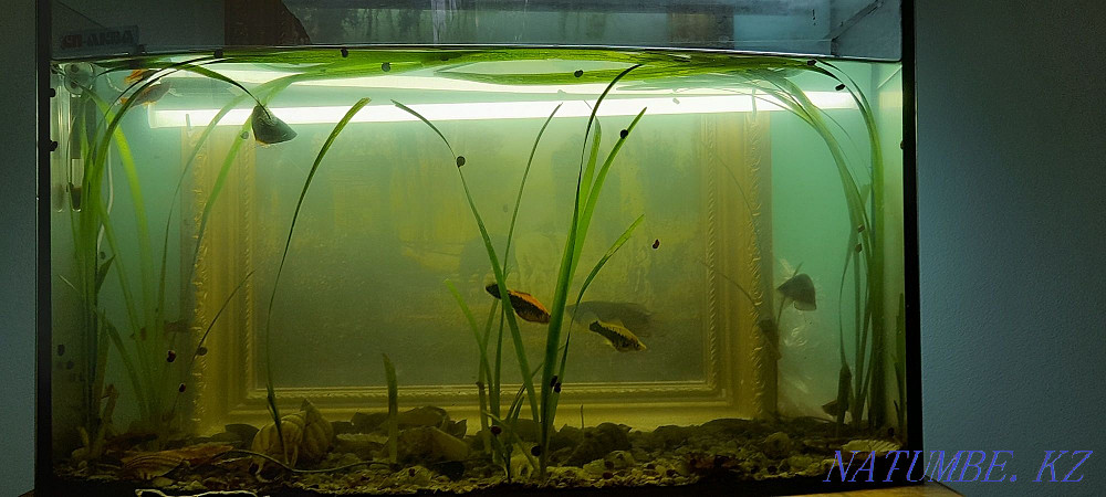 Аквариум сатамын, кондиционері бар кішкентай балықтары бар 5o литр.  кенді - изображение 1