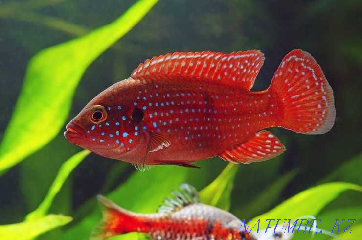 Aquarium fish! Chromis is handsome! Astana - photo 1