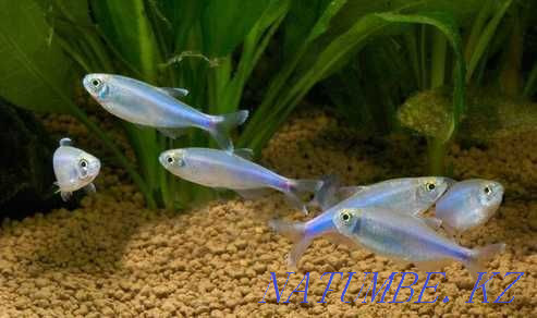 Аквариумные рыбки! Боэлка (боелка), голубая тетра! Астана - изображение 1