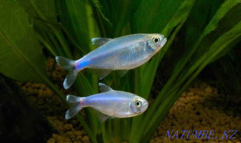 Аквариумные рыбки! Боэлка (боелка), голубая тетра! Астана - изображение 2
