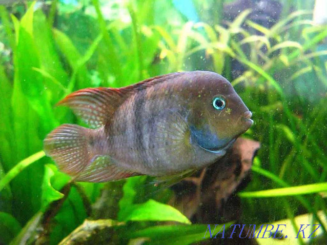 Aquarium fish! Cichlazoma Sejika! Astana - photo 1