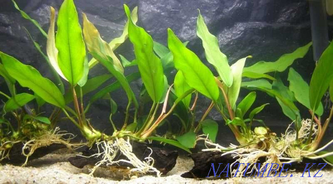 Aquarium Plants! Anubias lanceolate! Astana - photo 1