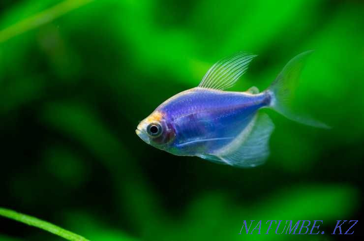 Selling aquarium fish! Ternetia Glofish! Astana - photo 1