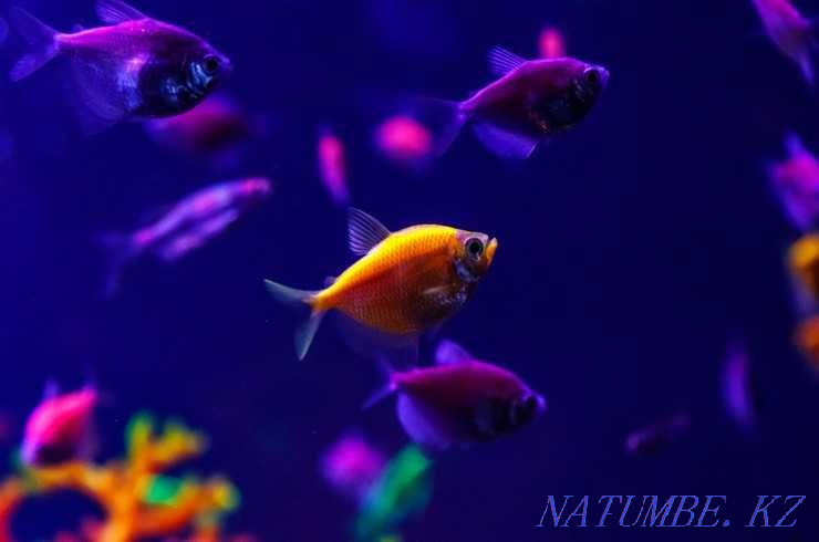 Selling aquarium fish! Ternetia Glofish! Astana - photo 2
