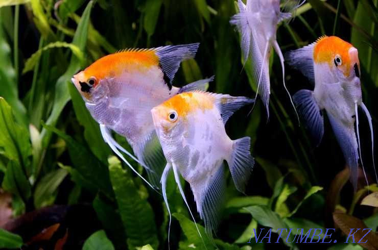 Aquarium fish! scalar! Astana - photo 1