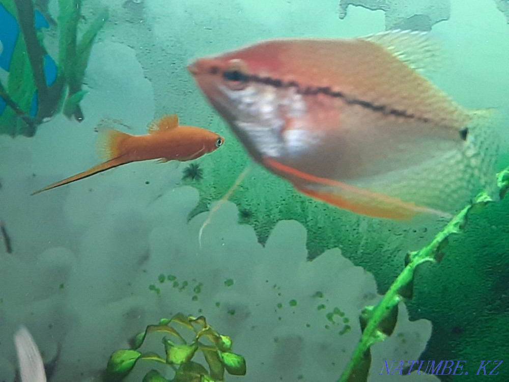 Selling pearl gourami. Pavlodar - photo 1