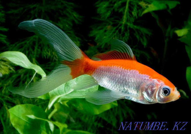 Aquarium fish! Comet Red and White! Astana - photo 2