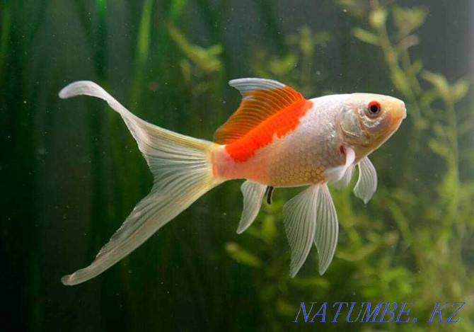 Aquarium fish! Comet Red and White! Astana - photo 1