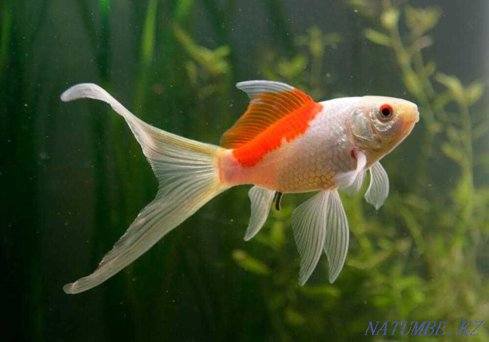Аквариумные рыбки! Комета Красно-белая! Астана - изображение 1