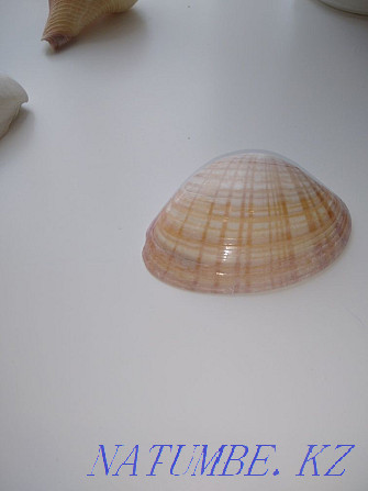 I sell real shells brought from the Caribbean Astana - photo 3