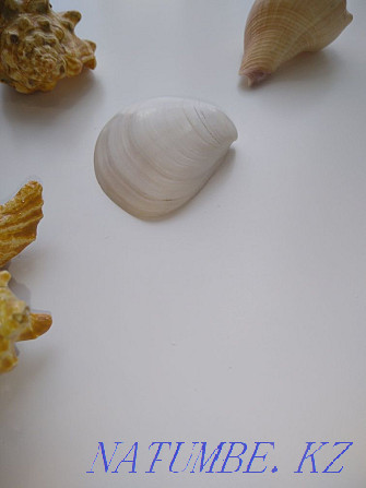 I sell real shells brought from the Caribbean Astana - photo 4