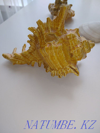 Продаю настоящие ракушки привезенные с Карибского моря Астана - изображение 2