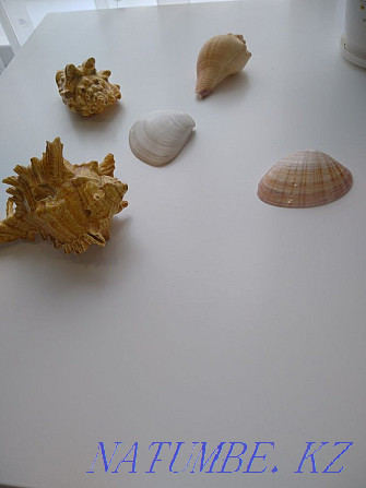 I sell real shells brought from the Caribbean Astana - photo 1