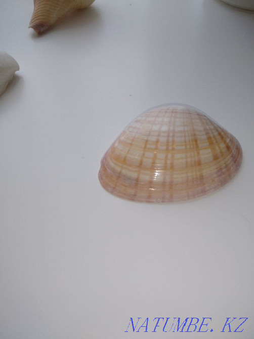 Продаю настоящие ракушки привезенные с Карибского моря Астана - изображение 3