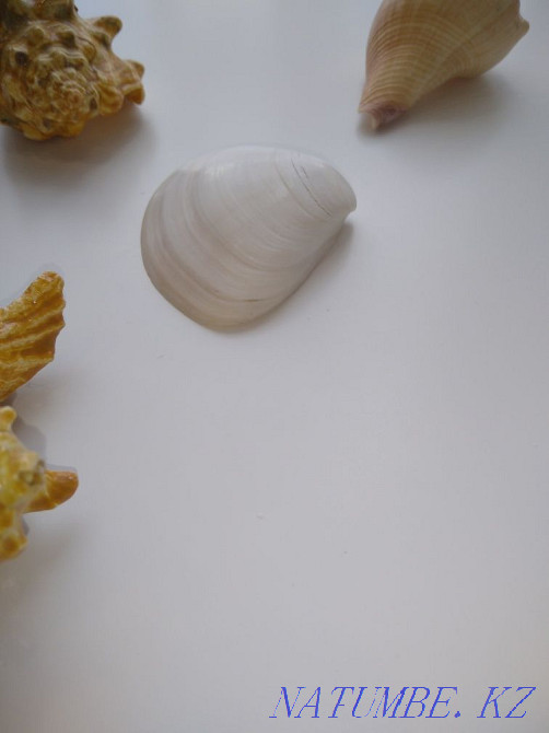 Продаю настоящие ракушки привезенные с Карибского моря Астана - изображение 4