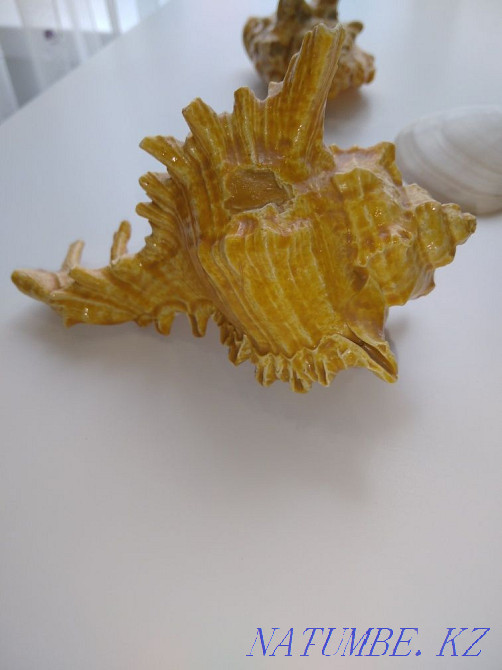 Продаю настоящие ракушки привезенные с Карибского моря Астана - изображение 2