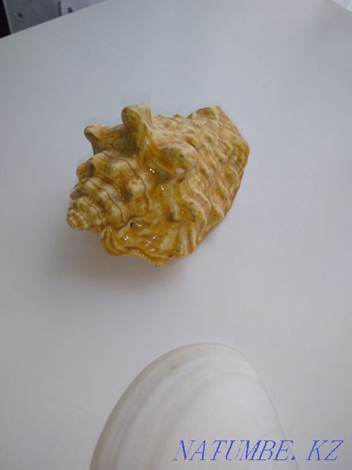 Продаю настоящие ракушки привезенные с Карибского моря Астана - изображение 6