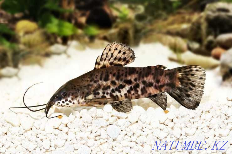 Aquarium fish! Thorakatum catfish! Astana - photo 1