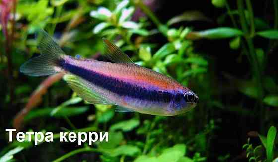рыбка Гурами целующийся баллон в зоомагазине "ЖИВОЙ МИР" Алматы
