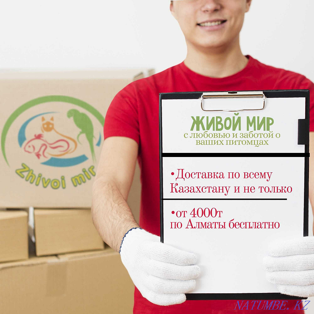 fish Gourami kissing balloon in the pet store "LIVOY WORLD" Almaty - photo 6