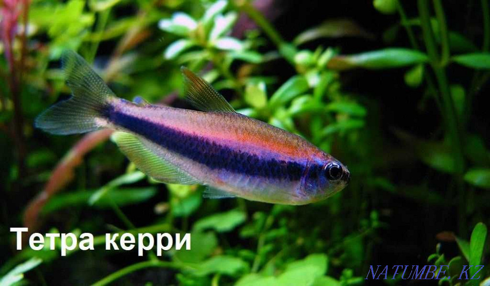 fish Gourami kissing balloon in the pet store "LIVOY WORLD" Almaty - photo 5