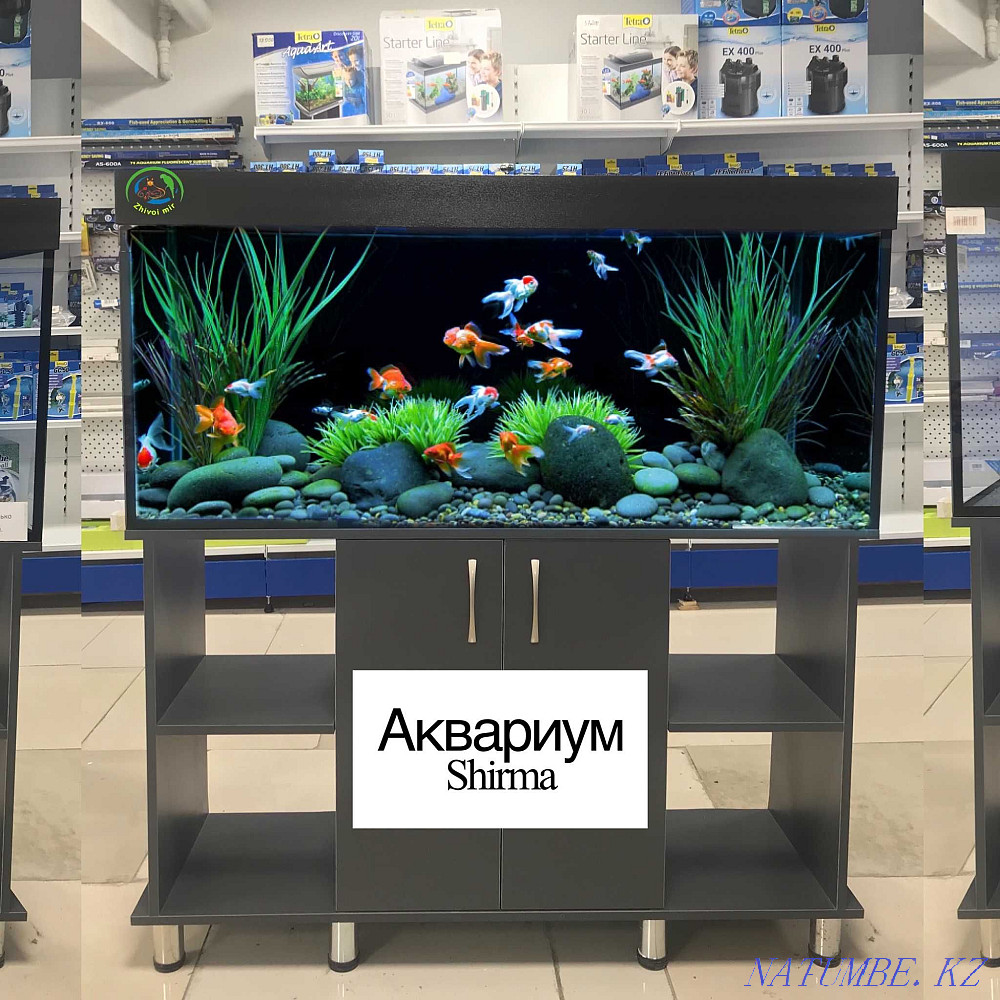 fish Gourami kissing balloon in the pet store "LIVOY WORLD" Almaty - photo 3