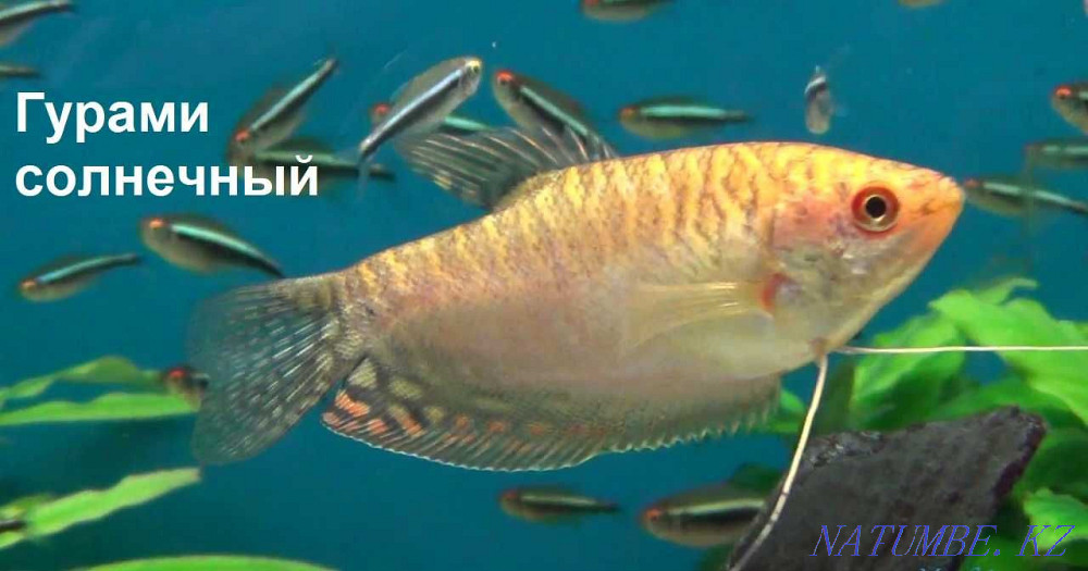 fish Gourami kissing balloon in the pet store "LIVOY WORLD" Almaty - photo 4