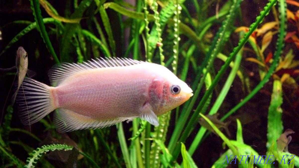 fish Gourami kissing balloon in the pet store "LIVOY WORLD" Almaty - photo 1